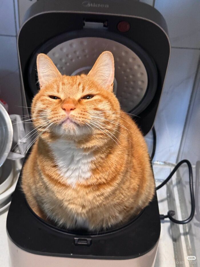 40 Adorable Cat Photos That Are Guaranteed To Melt Your Stress Away (New Pics)