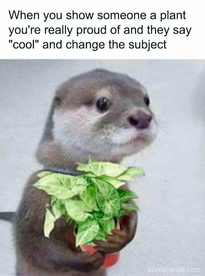 A cute otter holding a small potted plant, looking sad. A relatable meme for a crazy plant parent.