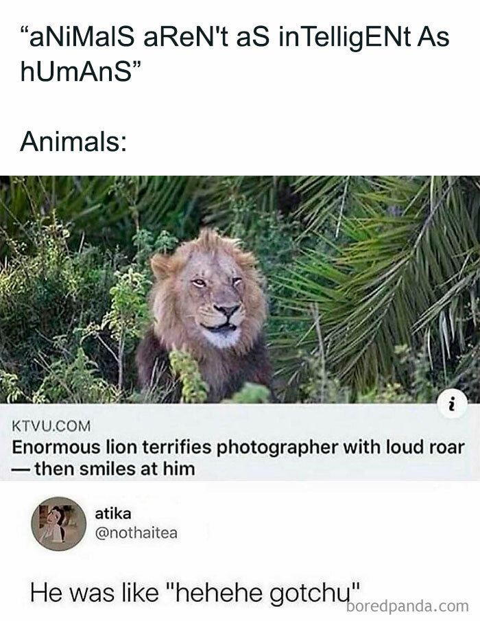 Lion smiling after terrifying photographer with roar, featured in unhinged and wild memes about animal intelligence and humor.