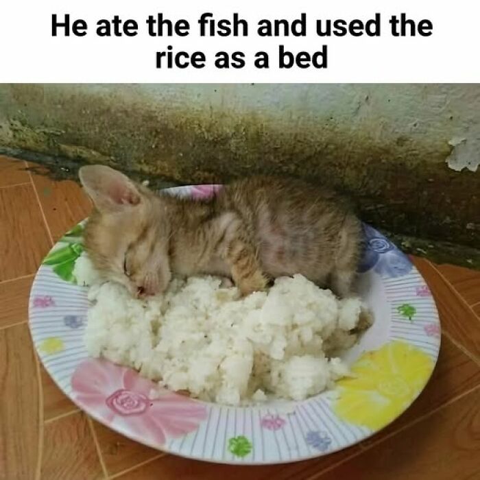 Kitten sleeping on a plate of rice after eating fish, a funny food meme for quick chuckles.