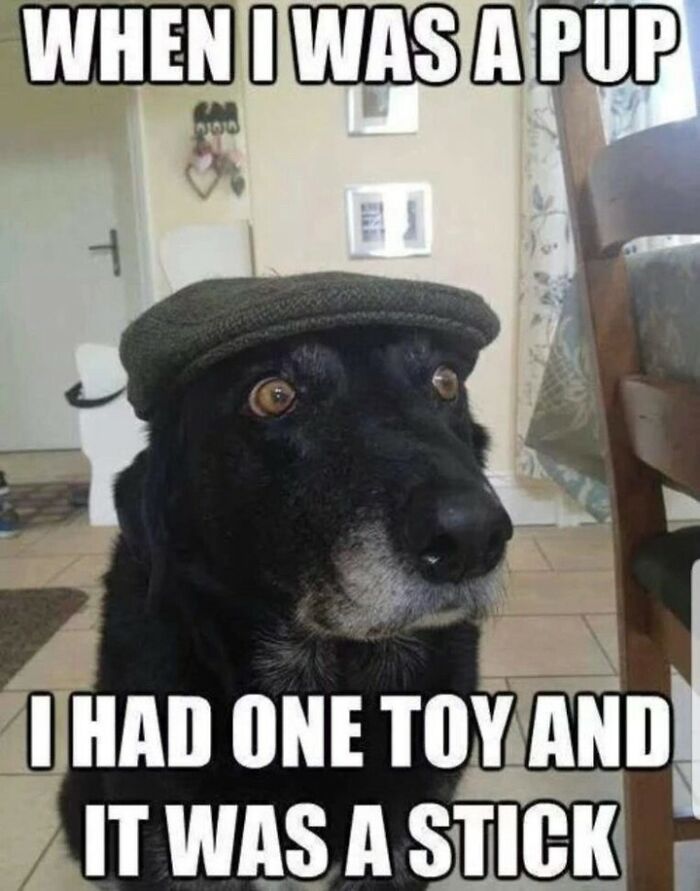 Black dog wearing a flat cap with a funny caption showing cute and mischievous dog humor in an indoor setting.