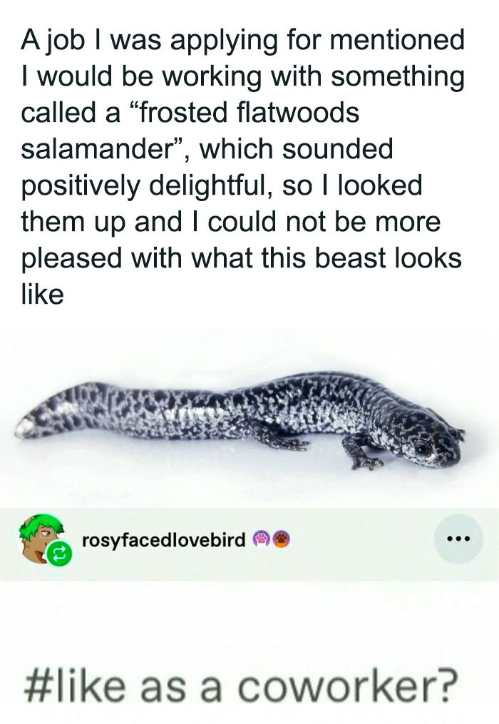 Text meme about applying for a job involving a frosted flatwoods salamander, featured in unhinged and wild memes.