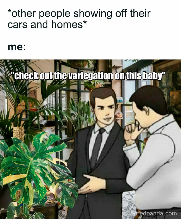 Meme: two men discussing a variegated plant. The text highlights a "crazy plant parent" prioritizing plants over cars/homes.