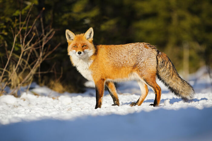A beautiful red fox stands in the snow, ears perked, with disturbing sounds of nature in the background.
