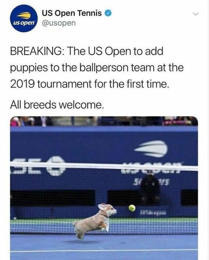 Tweet from US Open Tennis announcing puppies joining the ballperson team, with a cute dog chasing a tennis ball on court.