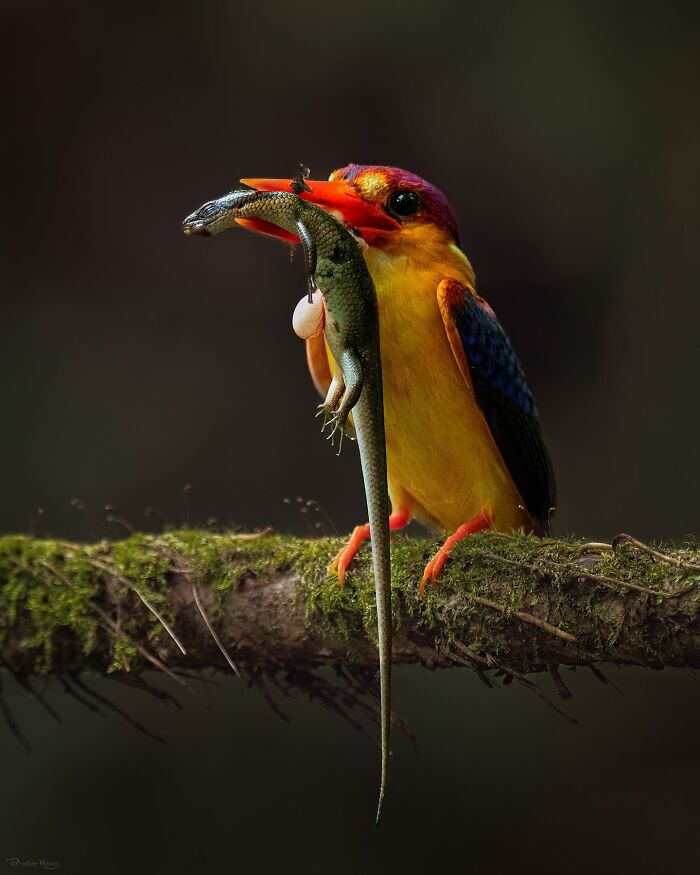 “Oriental Dwarf Kingfisher”