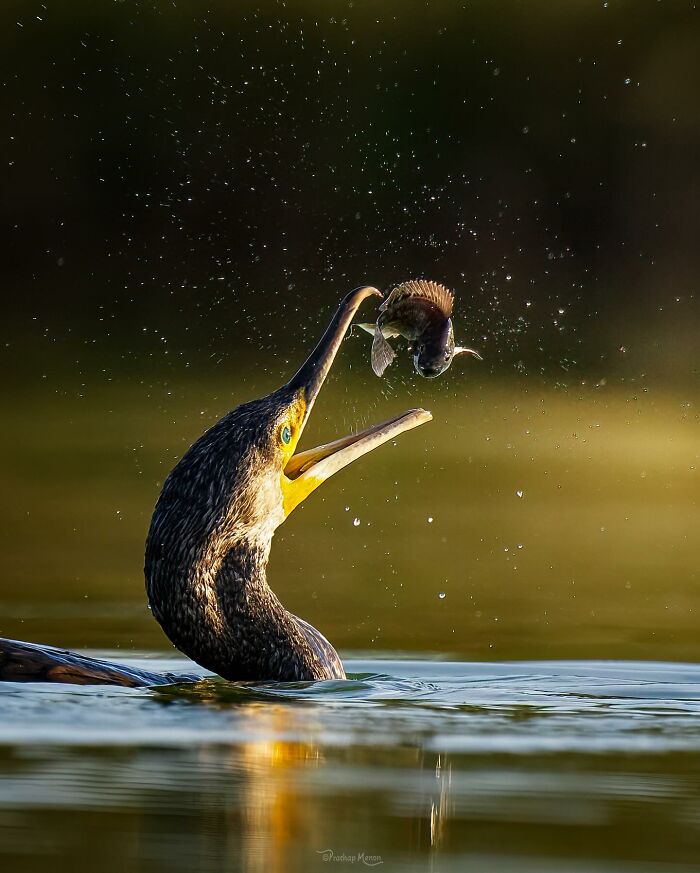“Great Cormorant”