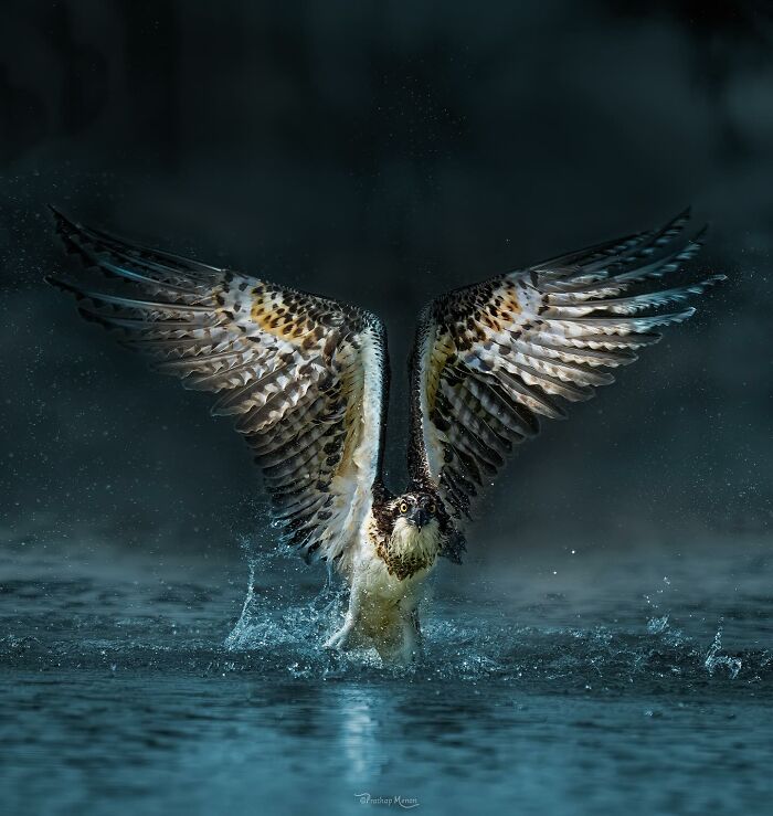 “Osprey Takes Off After A Dive”