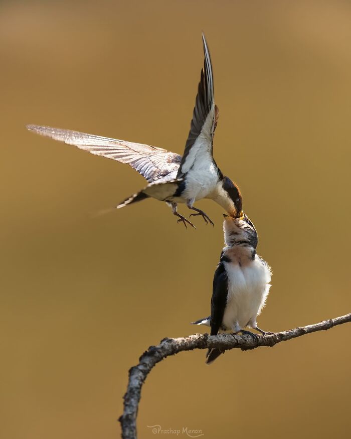 “Mother Swallow Feeding Her Offspring”
