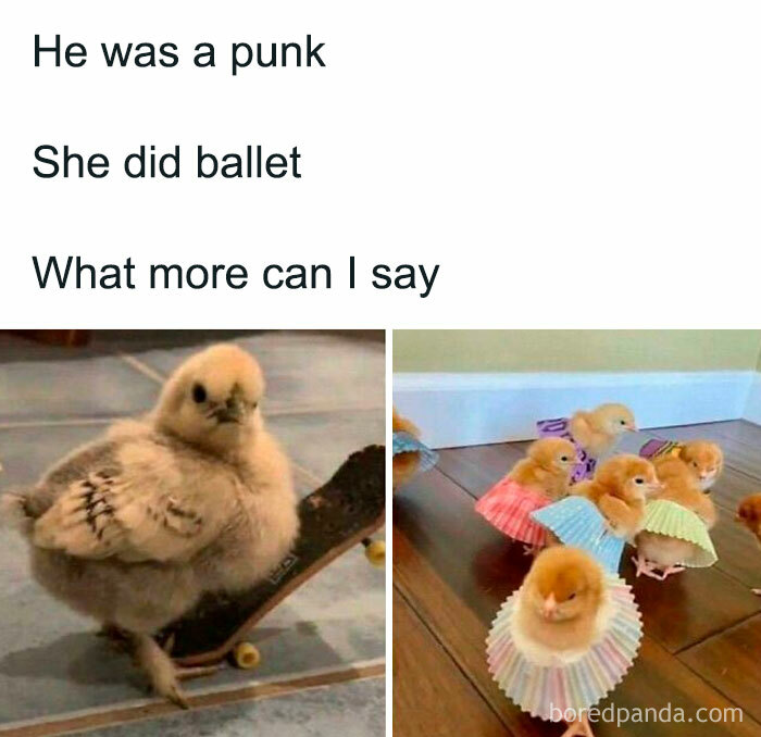 Cute chick skateboarding and chicks dressed in cupcake liners, showcasing unhinged and wild memes to brighten your day.
