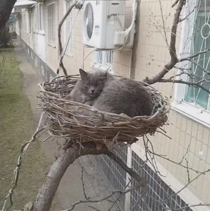 A gray cat curled up asleep in a large nest on a tree branch, a weird image that lives rent-free in minds.