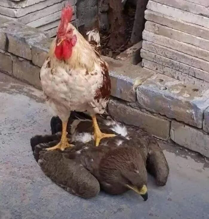 A rooster standing on top of a larger, downed bird, creating a weird image that makes people go hmmm.