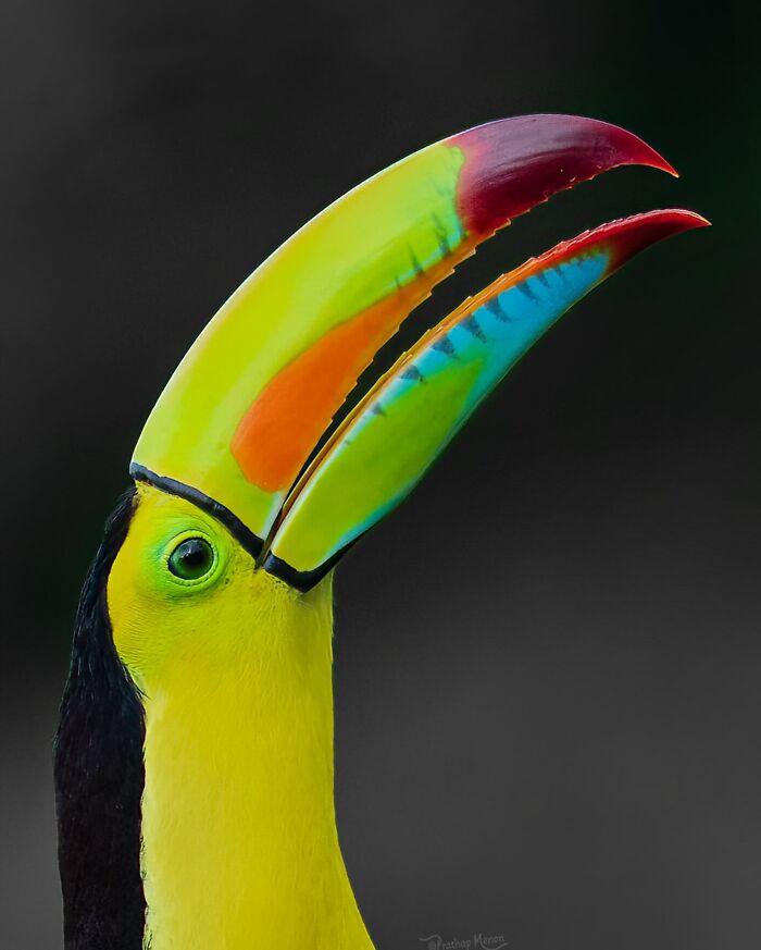 “Keel-Billed Toucan”