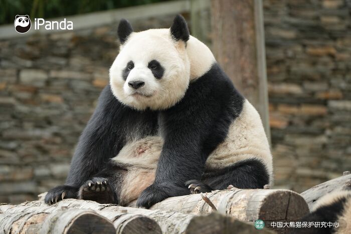 This Adorable Panda Page Is So Cute, You Won’t Be Able To Stop Smiling (25 Pics)