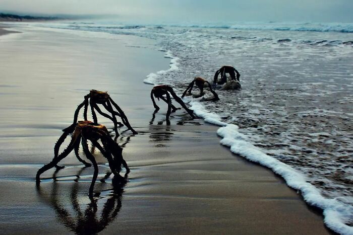 Unbelievable Photos of alien-like seaweed on a wet beach at twilight, making them look like creatures from another universe.