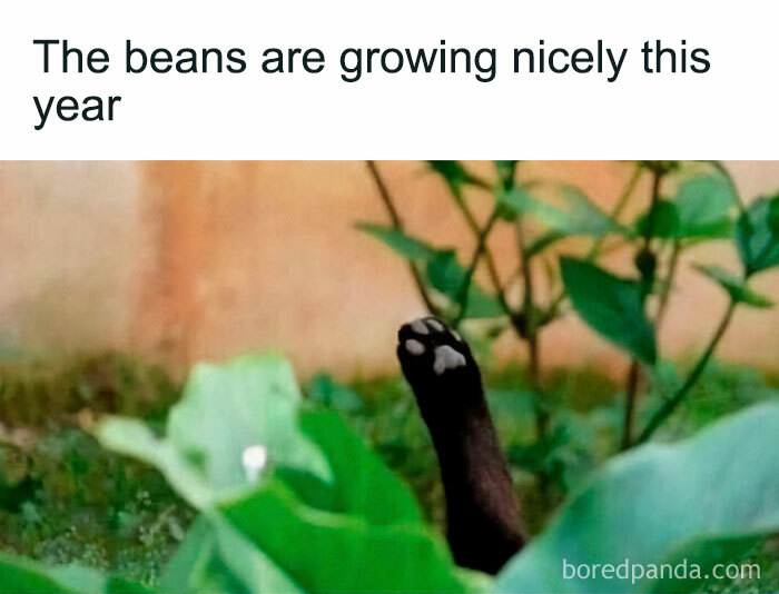 A humorous meme showing a cat's paw sticking out of lush greenery, captioned The beans are growing nicely this year, for plant parent meme lovers.