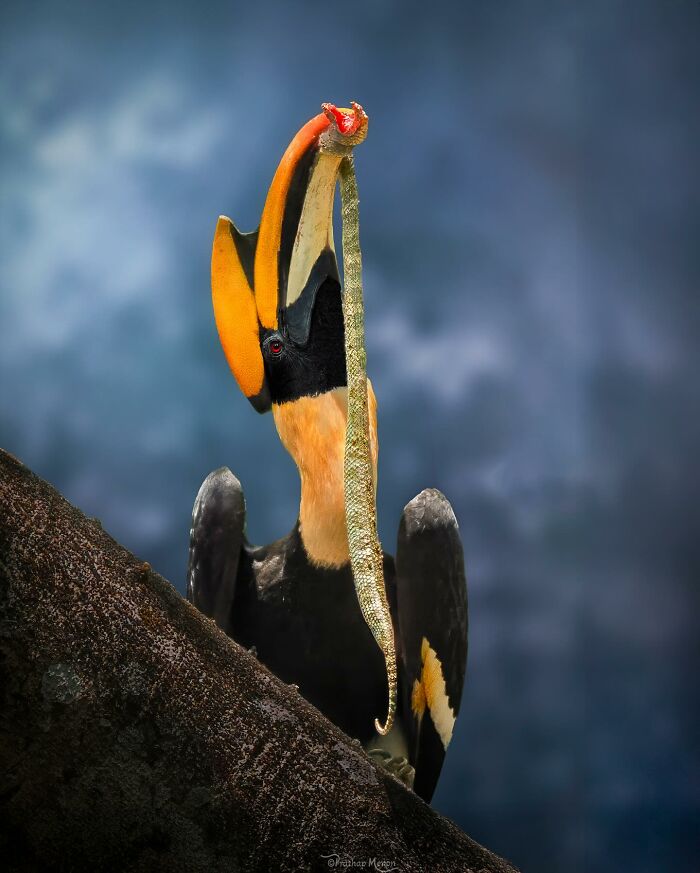 “Great Hornbill Returns To His Nest With His Catch”