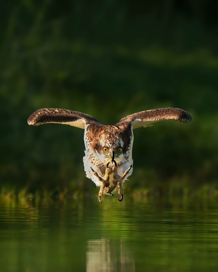 “Osprey During A Strike At Al Qudra Near Dubai”