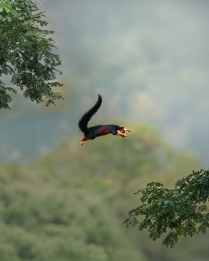 “The Indian Giant Squirrel Takes His Signature Leap In West Ghats Of Kerala”