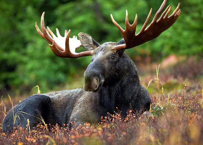 Moose with large antlers resting in foliage, illustrating animals that are a lot more dangerous than they seem.