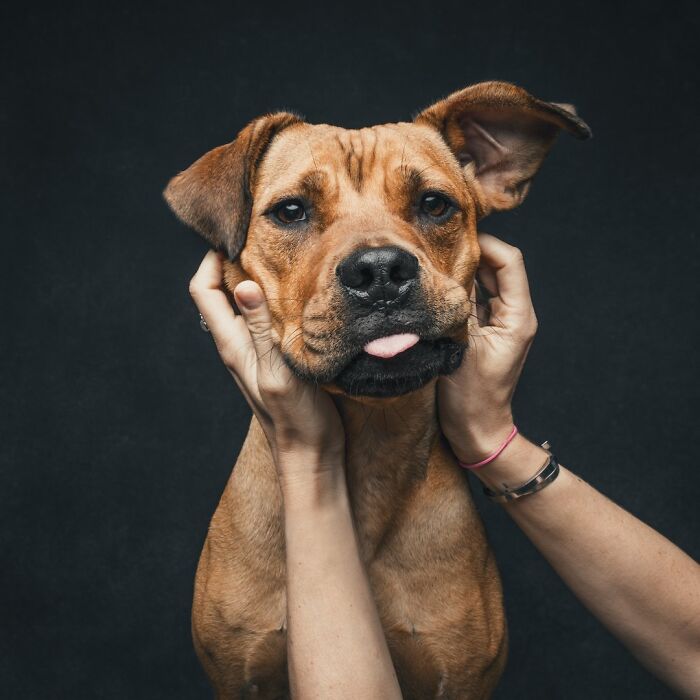 “Gotcha Day!” Captures Heartwarming Studio Portraits Of Rescue Dogs And Their Forever Humans (40 Pics) Interview