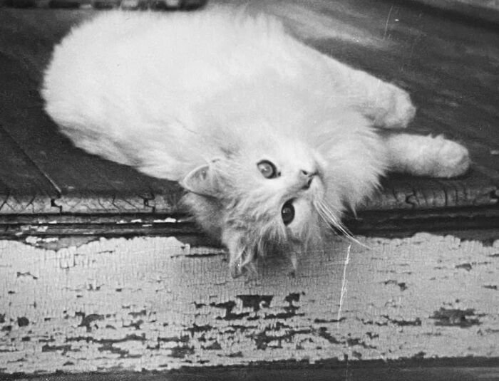 These Charming Vintage Cat Photos Are Taking Over Instagram—and People Can’t Get Enough (30 Pics)