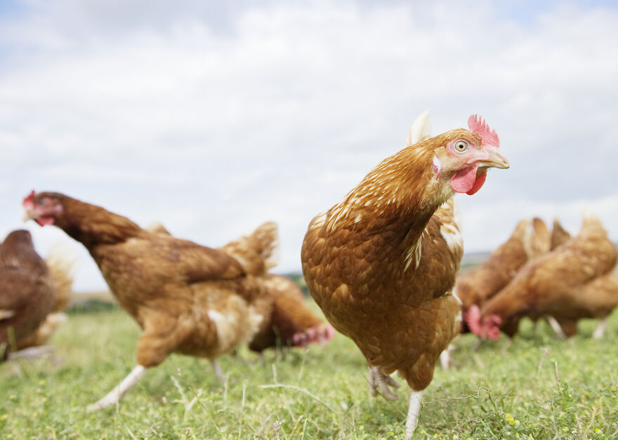 Brown chickens on a green grassy field under a cloudy sky, one looking directly at the camera. Animals reactions to danger.
