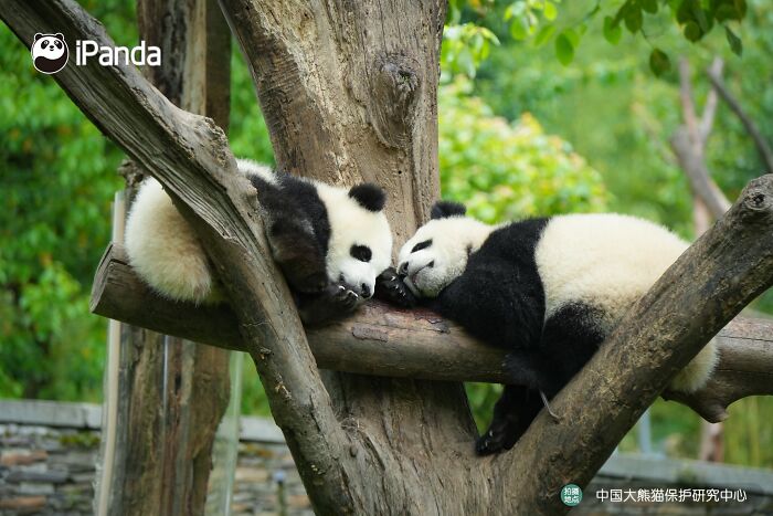 This Adorable Panda Page Is So Cute, You Won’t Be Able To Stop Smiling (25 Pics)