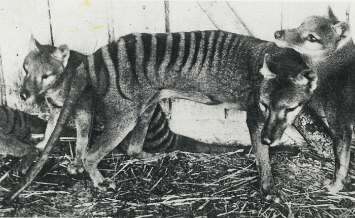 Rare and interesting photo of a thylacine with two pups in a historic setting from a time we can never experience.