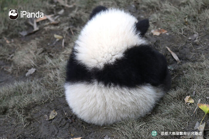 This Adorable Panda Page Is So Cute, You Won’t Be Able To Stop Smiling (25 Pics)