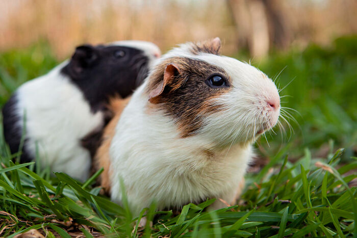 Two guinea pigs in green grass; one tricolor, one black and white. Illustrates friendship betrayals.