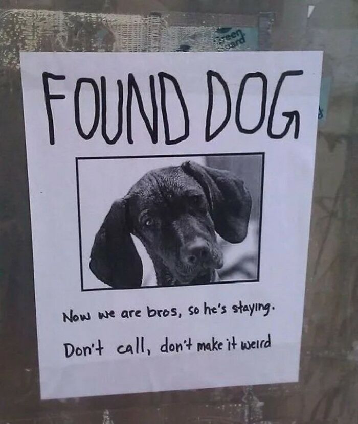 Funny found dog poster with cute dog photo and humorous message about keeping the dog as a new companion.
