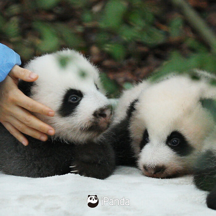This Adorable Panda Page Is So Cute, You Won’t Be Able To Stop Smiling (25 Pics)