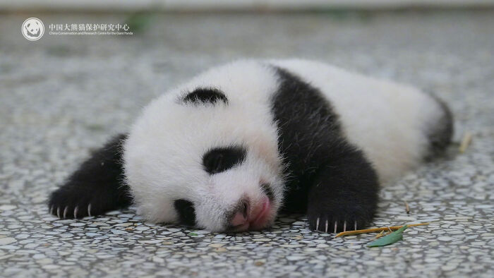 This Adorable Panda Page Is So Cute, You Won’t Be Able To Stop Smiling (25 Pics)