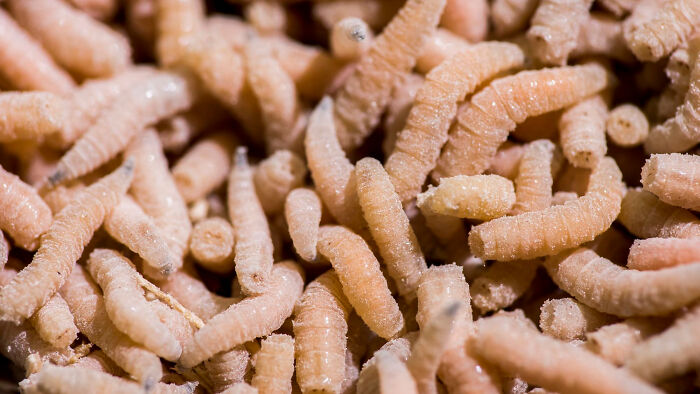 Close-up of pale maggots, a nasty and revolting sight often witnessed by medical workers.