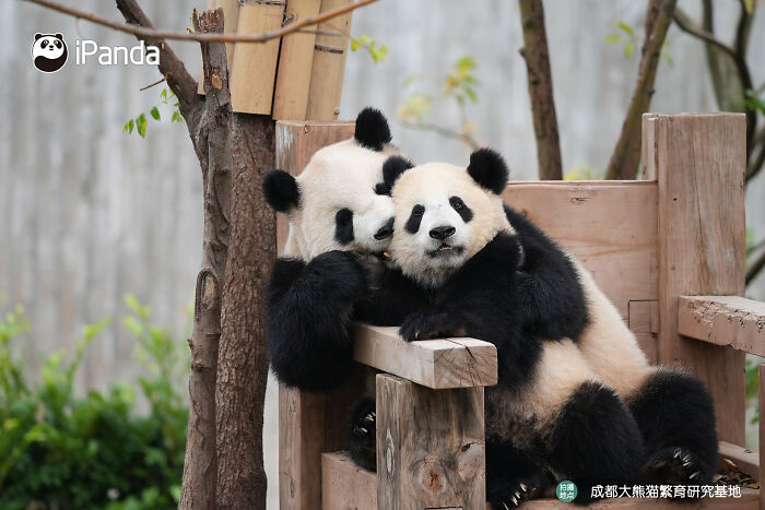 This Adorable Panda Page Is So Cute, You Won’t Be Able To Stop Smiling (25 Pics)