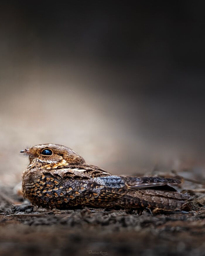 “Madagascar Nightjar Resting During The Day”