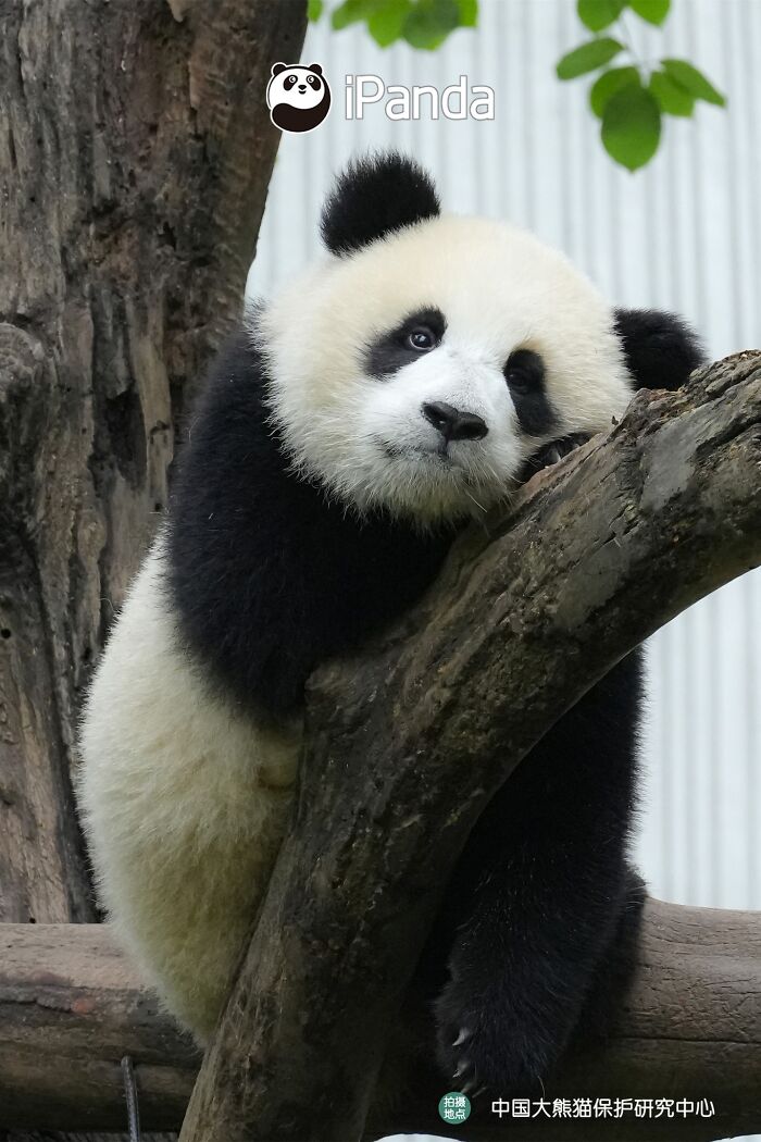 This Adorable Panda Page Is So Cute, You Won’t Be Able To Stop Smiling (25 Pics)