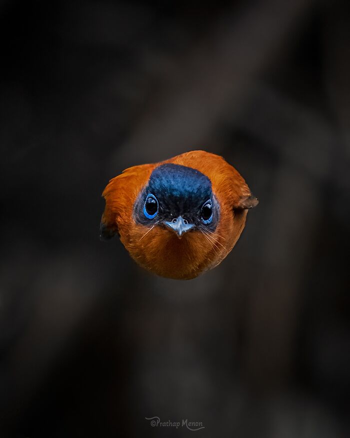“Female Madagascar Paradise Flycatcher”