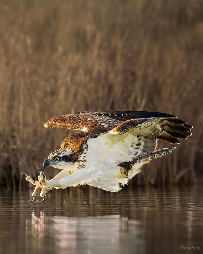 “An Osprey In The Split Second Before The Strike”