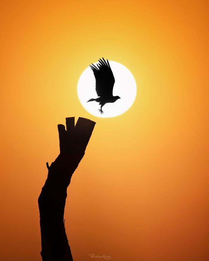 “Osprey Takes Off At Sunset”