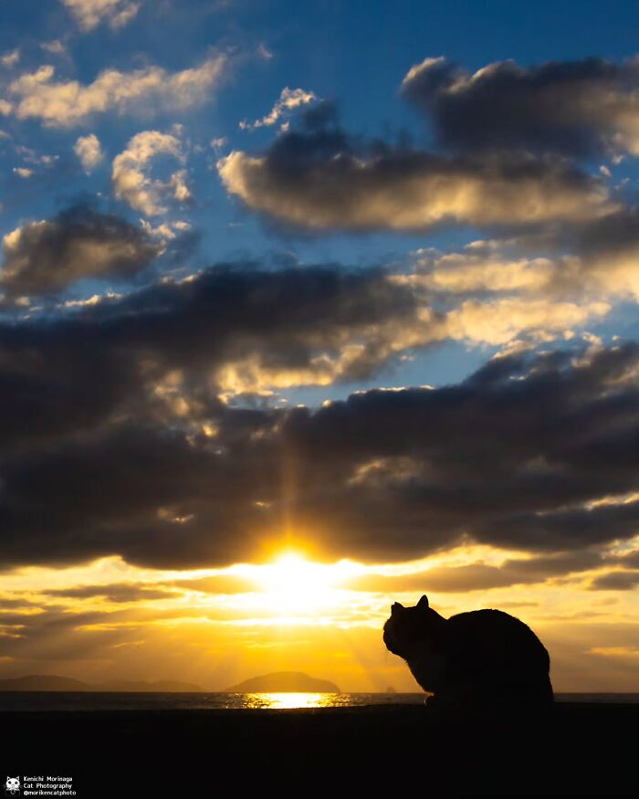 This Photographer Captured Exactly Why Felines Are So Endlessly Entertaining (61 Pics)