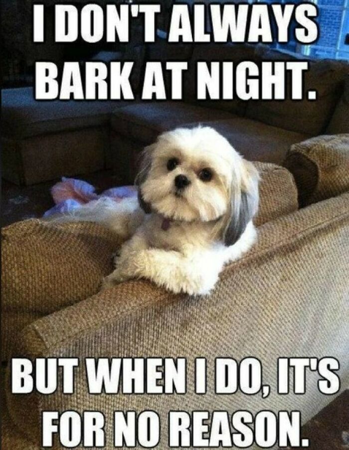 Small dog resting on a couch with a funny meme about barking at night, showcasing cute and funny dogs humor.