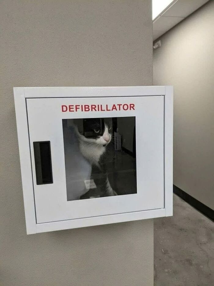 A tuxedo cat is curiously peering out from inside a defibrillator cabinet. One of the weird images that makes people go "hmmm".