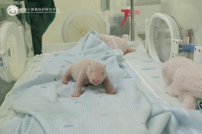 This Adorable Panda Page Is So Cute, You Won’t Be Able To Stop Smiling (25 Pics)