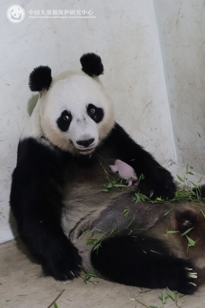 This Adorable Panda Page Is So Cute, You Won’t Be Able To Stop Smiling (25 Pics)