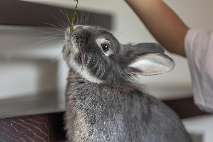 A person feeds a blade of grass to a cute grey bunny, a nice distraction from disturbing sounds.