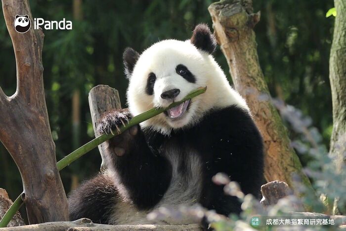 This Adorable Panda Page Is So Cute, You Won’t Be Able To Stop Smiling (25 Pics)