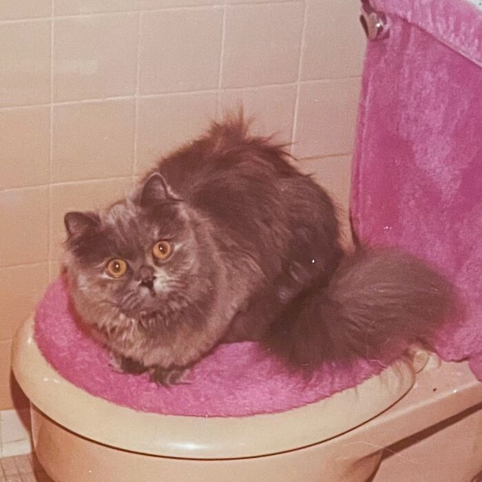 These Charming Vintage Cat Photos Are Taking Over Instagram—and People Can’t Get Enough (30 Pics)