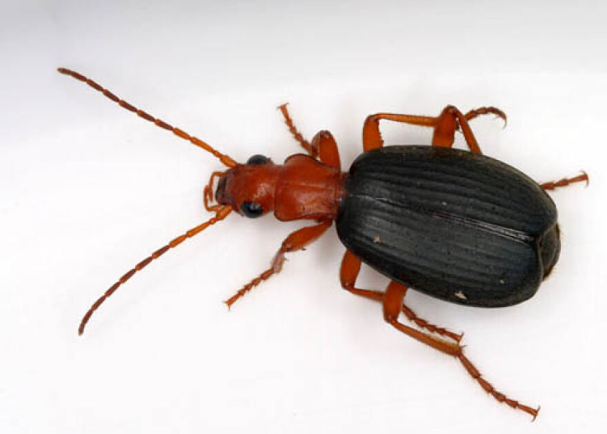 An overhead close-up of a beetle with a reddish-orange head and legs, and a ribbed, black body, showcasing animals.
